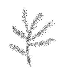 Brachythecium paradoxum, habit of sterile plant. Drawn from J. Lewinsky 74-500, CHR 240407.
 Image: R.C. Wagstaff © Landcare Research 2019 CC BY 3.0 NZ